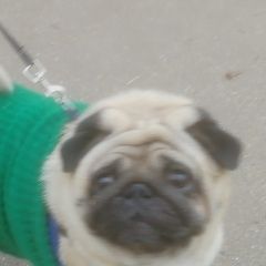 Подробнее об объявлении «Найдена собака кобель мопс. кобель. кузьминки. люблино Москва» Фото: найдена собака Мопс «Найдена собака кобель мопс. кобель. кузьминки....» в г. Москва