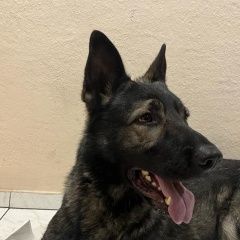 Подробнее об объявлении «Найдена собака кобель овчарка, кобель. Москва» Фото: найдена собака Немецкая овчарка «Найдена собака кобель овчарка, кобель. Москва» в г. Москва