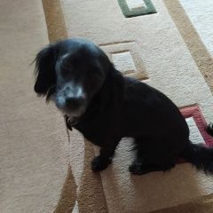 Подробнее об объявлении «Тюмень Найдена собака.» Фото: найдена собака Русский охотничий спаниель «Тюмень Найдена собака.» в г. Тюмень