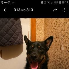 Подробнее об объявлении «Видное Найдена собака кобель» Фото: найдена собака  «Видное Найдена собака кобель» в г. Видное