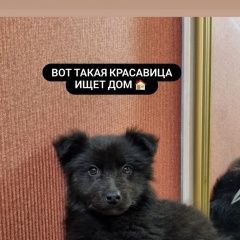 Подробнее об объявлении «Найдена собака Иркутск» Фото: найдена собака  «Найдена собака Иркутск» в г. Иркутск