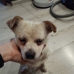 Подробнее об объявлении «Найдена собака кобель Киров (Кировская обл.)» Фото: найдена собака Джек рассел терьер «Найдена собака кобель Киров (Кировская обл.)» в г. Киров (Кировская обл.)