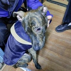 Подробнее об объявлении «Омск Найдена собака кобель» Фото: найдена собака  «Омск Найдена собака кобель» в г. Омск