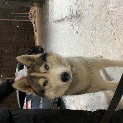 Подробнее об объявлении «Найдена собака кобель потеряшка Чебоксары» Фото: найдена собака Сибирская хаски «Найдена собака кобель потеряшка Чебоксары» в г. Чебоксары