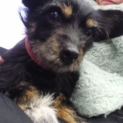 Подробнее об объявлении «Тюмень Найдена собака» Фото: найдена собака  «Тюмень Найдена собака» в г. Тюмень