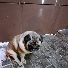 Подробнее об объявлении «Мытищи Найдена собака мопс» Фото: найдена собака Мопс «Мытищи Найдена собака мопс» в г. Мытищи