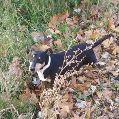 Подробнее об объявлении «Найдена собака Мариуполь» Фото: найдена собака  «Найдена собака Мариуполь» в г. Мариуполь