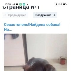Подробнее об объявлении «Найдена собака кобель чей потеряшка Севастополь» Фото: найдена собака Дратхаар «Найдена собака кобель чей потеряшка Севастополь» в г. Севастополь