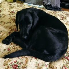 Подробнее об объявлении «Найдена собака помогите найти хозяина Тимашевск» Фото: найдена собака Лабрадор ретривер «Найдена собака помогите найти хозяина Тимашевск» в г. Тимашевск