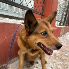 Подробнее об объявлении «Пермь Найдена собака девочка рыжая в ошейнике цвета хаки.» Фото: найдена собака  «Пермь Найдена собака девочка рыжая в ошейнике...» в г. Пермь