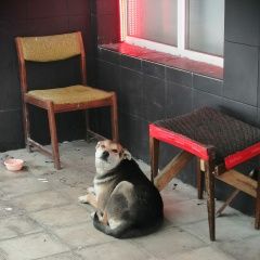 Картинка найдена собака В городе Видное нашлась сабачка. Видное