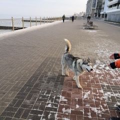 Картинка найдена собака В городе Зеленоградск нашелся собакен. Зеленоградск