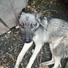 Картинка найдена собака В городе Саратов обнаружена собачёнка. Саратов