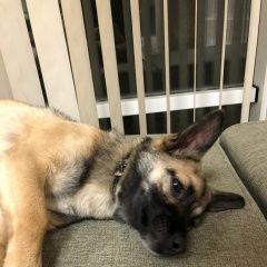 Подробнее об объявлении «Кишинев Найдена собака кобель щенок/молодой мелкий пёс» Фото: найдена собака  «Кишинев Найдена собака кобель щенок/молодой...» в г. Кишинев