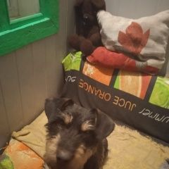 Подробнее об объявлении «Омск Найдена собака» Фото: найдена собака Цвергшнауцер «Омск Найдена собака» в г. Омск