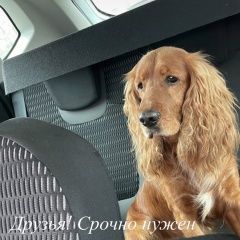 Подробнее об объявлении «Ростов-на-Дону Найдена собака английский кокер спаниэль» Фото: найдена собака Английский кокер-спаниель «Ростов-на-Дону Найдена собака английский кокер...» в г. Ростов-на-Дону