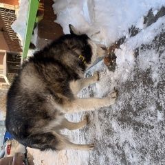 Подробнее об объявлении «Найдена собака срочно Магнитогорск» Фото: найдена собака  «Найдена собака срочно Магнитогорск» в г. Магнитогорск