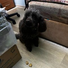 Подробнее об объявлении «Мытищи Найдена собака кобель черный пудель комарова» Фото: найдена собака  «Мытищи Найдена собака кобель черный пудель...» в г. Мытищи