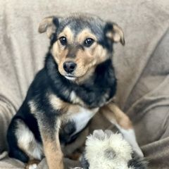 Подробнее об объявлении «Найдена собака Лакинск» Фото: найдена собака  «Найдена собака Лакинск» в г. Лакинск