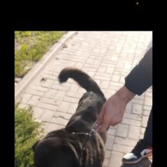 Подробнее об объявлении «Волгоград Найдена собака кобель мальчик лабрадор» Фото: найдена собака Лабрадор ретривер «Волгоград Найдена собака кобель мальчик лабрадор» в г. Волгоград