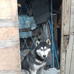 Подробнее об объявлении «Найдена собака кобель Бишкек» Фото: найдена собака  «Найдена собака кобель Бишкек» в г. Бишкек