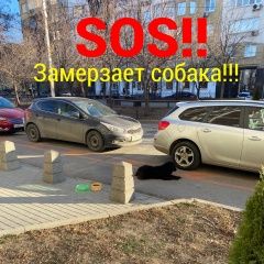 Подробнее об объявлении «Ростов-на-Дону Найдена собака» Фото: найдена собака  «Ростов-на-Дону Найдена собака» в г. Ростов-на-Дону