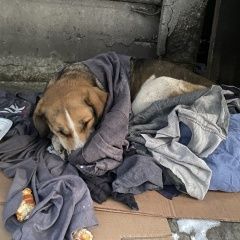 Подробнее об объявлении «Найдена собака южный порт Москва» Фото: найдена собака  «Найдена собака южный порт Москва» в г. Москва
