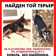 Подробнее об объявлении «Найдена собака кобель той терьер Москва» Фото: найдена собака Той-терьер «Найдена собака кобель той терьер Москва» в г. Москва