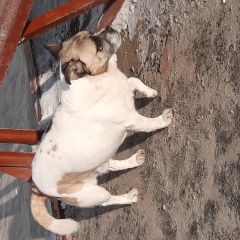 Подробнее об объявлении «Найдена собака кобель 10 декабря в районе студгородка Иркутск» Фото: найдена собака  «Найдена собака кобель 10 декабря в районе...» в г. Иркутск