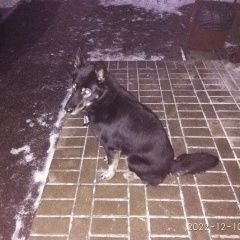 Подробнее об объявлении «Пенза Найдена собака западная поляна. фаворит.» Фото: найдена собака  «Пенза Найдена собака западная поляна. фаворит.» в г. Пенза