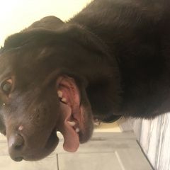 Подробнее об объявлении «Найдена собака лабрадор, девочка Малаховка» Фото: найдена собака Лабрадор ретривер «Найдена собака лабрадор, девочка Малаховка» в г. Малаховка