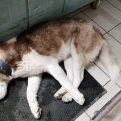 Подробнее об объявлении «Найдена собака кобель Анапа» Фото: найдена собака  «Найдена собака кобель Анапа» в г. Анапа