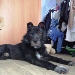 Картинка найдена собака В городе Ярославль обнаружен пёсель. Ярославль