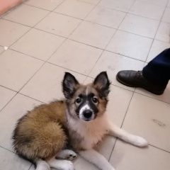 Подробнее об объявлении «Найдена собака щенок, девочка Иркутск» Фото: найдена собака  «Найдена собака щенок, девочка Иркутск» в г. Иркутск