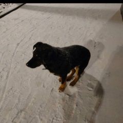 Подробнее об объявлении «Видное Найдена собака кобель» Фото: найдена собака  «Видное Найдена собака кобель» в г. Видное