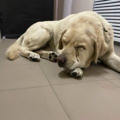 Подробнее об объявлении «Найдена собака кобель Иркутск» Фото: найдена собака  «Найдена собака кобель Иркутск» в г. Иркутск