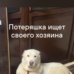 Подробнее об объявлении «Видное Найдена собака» Фото: найдена собака Московская сторожевая «Видное Найдена собака» в г. Видное