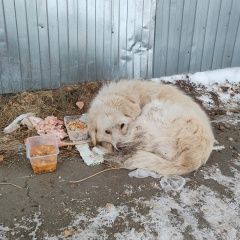 Подробнее об объявлении «Найдена собака кобель Иркутск» Фото: найдена собака  «Найдена собака кобель Иркутск» в г. Иркутск