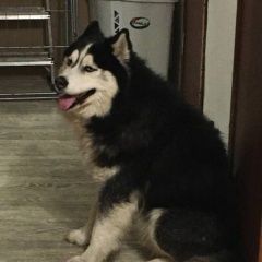 Подробнее об объявлении «Челябинск Найдена собака кобель предположительно маламут. мальчик» Фото: найдена собака Аляскинский маламут «Челябинск Найдена собака кобель...» в г. Челябинск