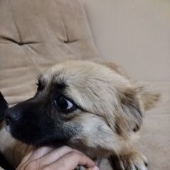 Подробнее об объявлении «Найдена собака Анапа» Фото: найдена собака  «Найдена собака Анапа» в г. Анапа