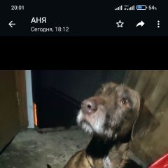 Подробнее об объявлении «Найдена собака кобель Тамбов» Фото: найдена собака Дратхаар «Найдена собака кобель Тамбов» в г. Тамбов