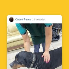 Подробнее об объявлении «Омск Найдена собака с ошеником.» Фото: найдена собака Ротвейлер «Омск Найдена собака с ошеником.» в г. Омск