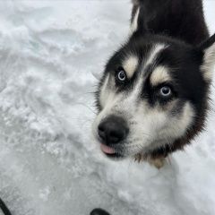 Подробнее об объявлении «Найдена собака кобель хаски с ошейником, 22 дека Голицыно (Московская обл.)» Фото: найдена собака Сибирская хаски «Найдена собака кобель хаски с ошейником, 22...» в г. Голицыно (Московская обл.)