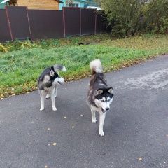 Подробнее об объявлении «Найдена собака 2 собаки хаски Долгопрудный» Фото: найдена собака  «Найдена собака 2 собаки хаски Долгопрудный» в г. Долгопрудный