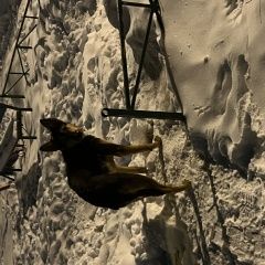 Подробнее об объявлении «Найдена собака кобель ищем новых или старых хозяев Иркутск» Фото: найдена собака  «Найдена собака кобель ищем новых или старых...» в г. Иркутск