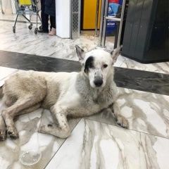 Подробнее об объявлении «Санкт-Петербург Найдена собака кобель купчино/звездная» Фото: найдена собака  «Санкт-Петербург Найдена собака кобель...» в г. Санкт-Петербург