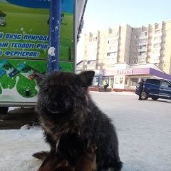 Подробнее об объявлении «Найдена собака кобель чей потеряшка??? Иркутск» Фото: найдена собака  «Найдена собака кобель чей потеряшка??? Иркутск» в г. Иркутск