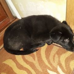 Подробнее об объявлении «Найдена собака кобель Венев» Фото: найдена собака  «Найдена собака кобель Венев» в г. Венев