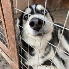 Подробнее об объявлении «Тихорецк Найдена собака кобель хаски, щенок» Фото: найдена собака Сибирская хаски «Тихорецк Найдена собака кобель хаски, щенок» в г. Тихорецк