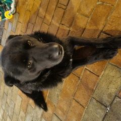 Подробнее об объявлении «Найдена собака кобель черный кобель Москва» Фото: найдена собака  «Найдена собака кобель черный кобель Москва» в г. Москва